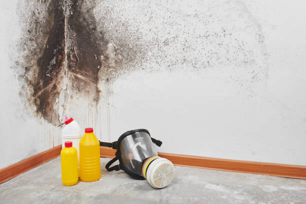 Best Water damage mitigation services  in Madison, WI