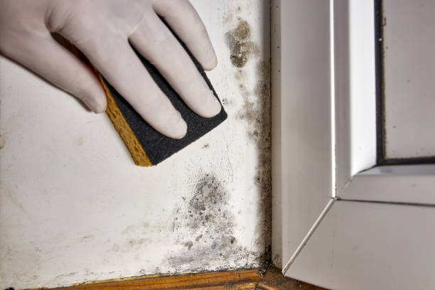 Best Mold removal after water damage  in Madison, WI